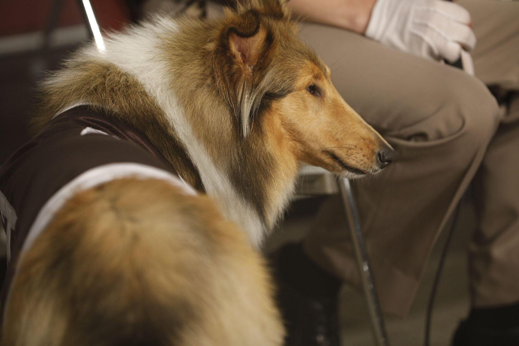 Reveille X
